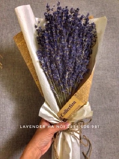 hoa-lavender-lvd02
