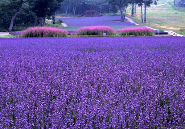 hoa-lavender-tim