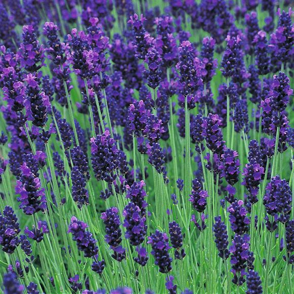 true-lavender