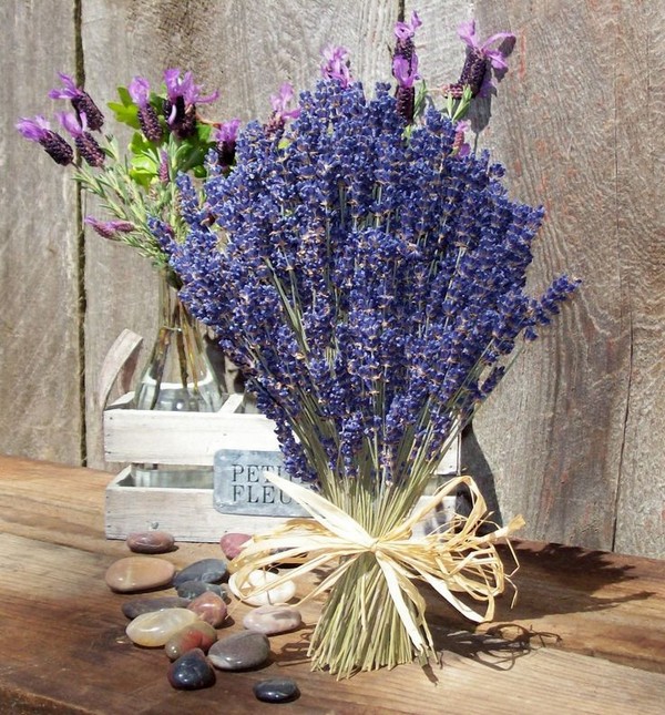 Hoa-Lavender-Lav01