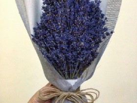 hoa-lavender-lvd03