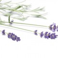lavender_sprigs