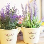 cach-trong-hoa-lavender