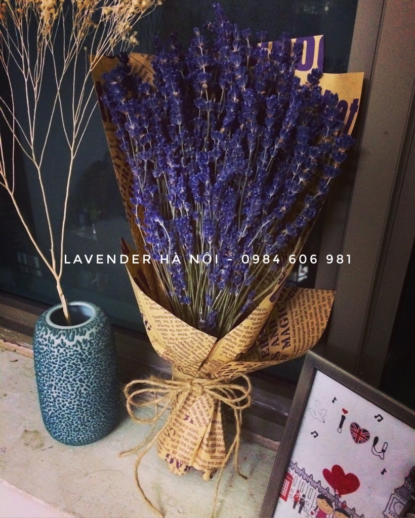 Hoa Lavender LVD14