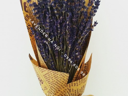 Hoa Lavender LVD13
