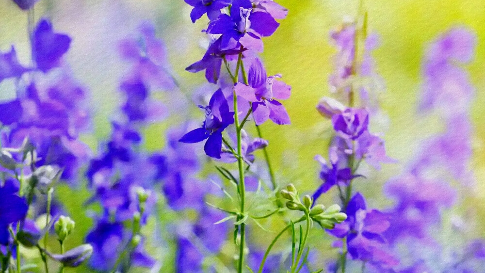 Hoa violet
