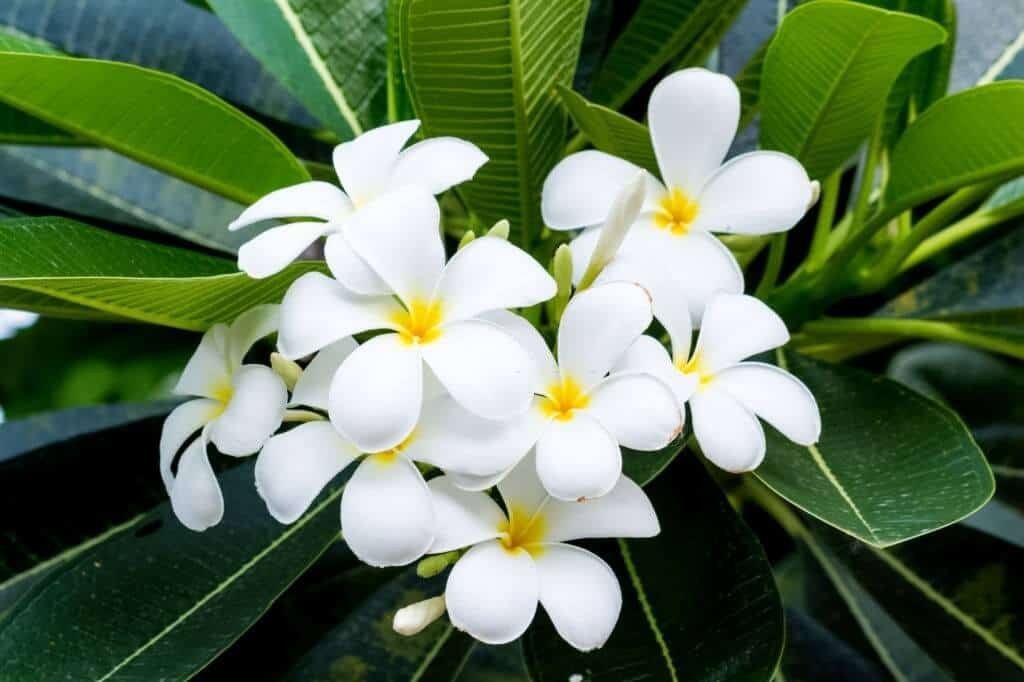 Hình ảnh hoa sứ trắng