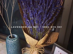 Hoa Lavender LVD14