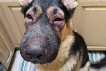 Chó bị ong đốt dấu hiệu, bao lâu thì khỏi và phải làm sao?