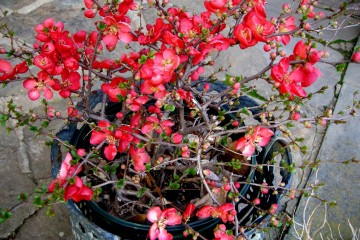 Hoa mai đỏ đặc điểm, ý nghĩa và cách trồng nở đúng ngày tết