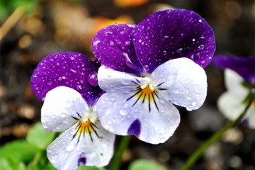 Hoa păng xê màu tím ý nghĩa và thơ về hoa phăng, pansée